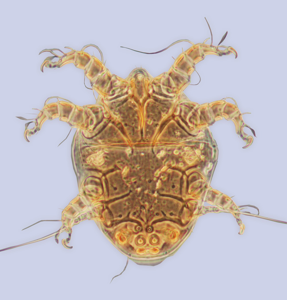 mite Achaetodactylus_ceratinae