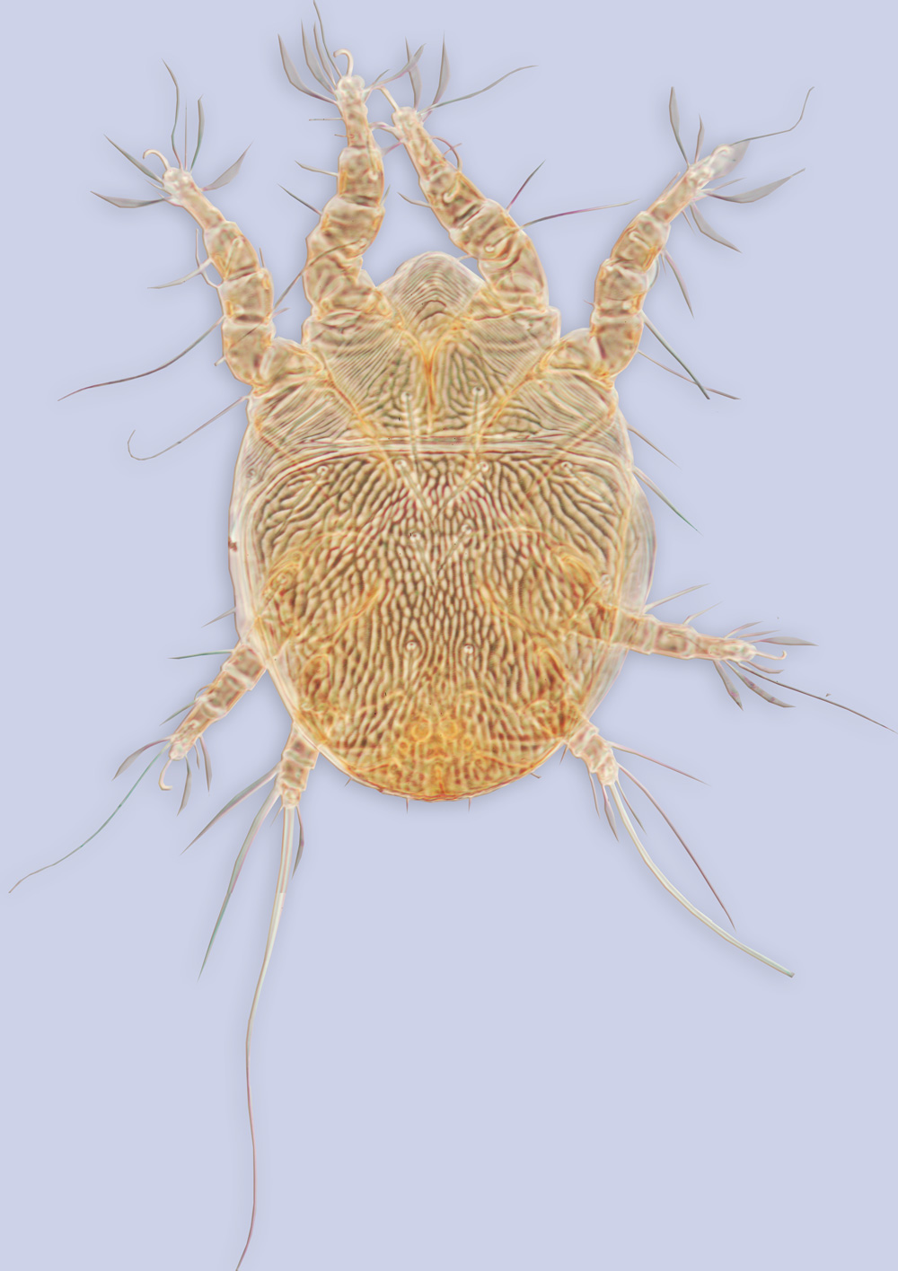 mite Centriacarus guahibo, phoretic deutonymph, holotype