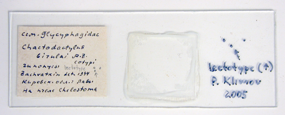 Chaetodactylus birulai syntype