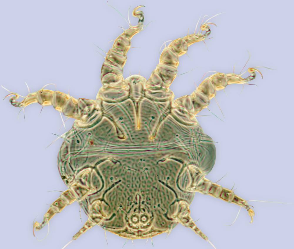 Chaetodactylus lithurgi, phoretic deutonymph, ex Lithurgus apicalis, Idaho, BMOC 96-0510-009