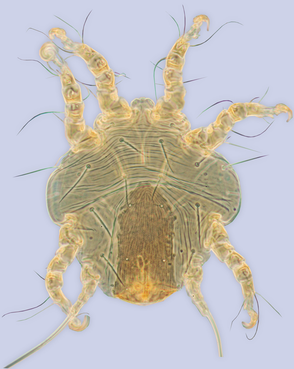 mite Sennertia americana, dorsal view