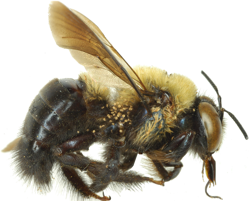Phoretic deutonymphs of the mite Sennertia americana dispersing on the bee Xylocopa virginica virginica, Illinois