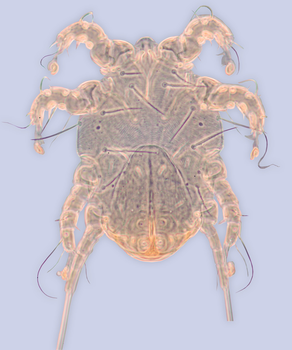 Phoretic deutonymph of the mite Sennertia argentina