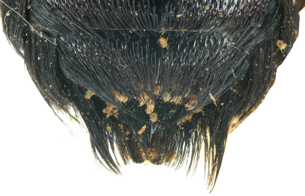 Phoretic deutonymph of the mite Sennertia argentina emerging from the genital acarinarium of the bee