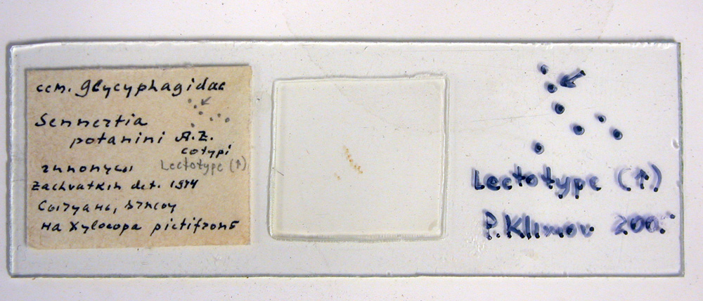 Sennertia potanini, lectotype slide