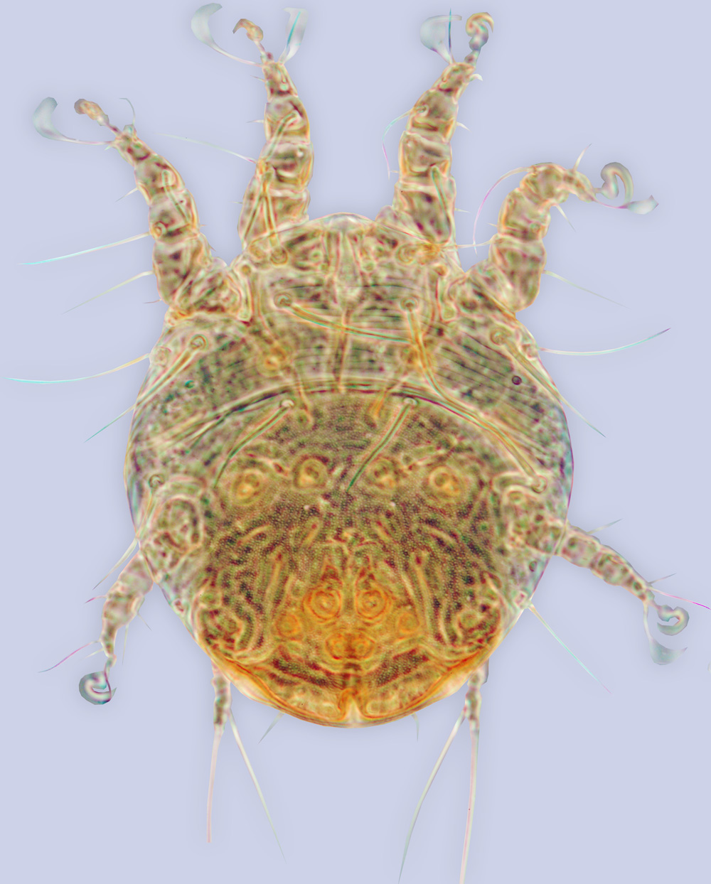 Sennertia sayutara, phoretic deutonymph (holotype), ex Ceratina laticeps, Costa Rica, BMOC 04-0508-284