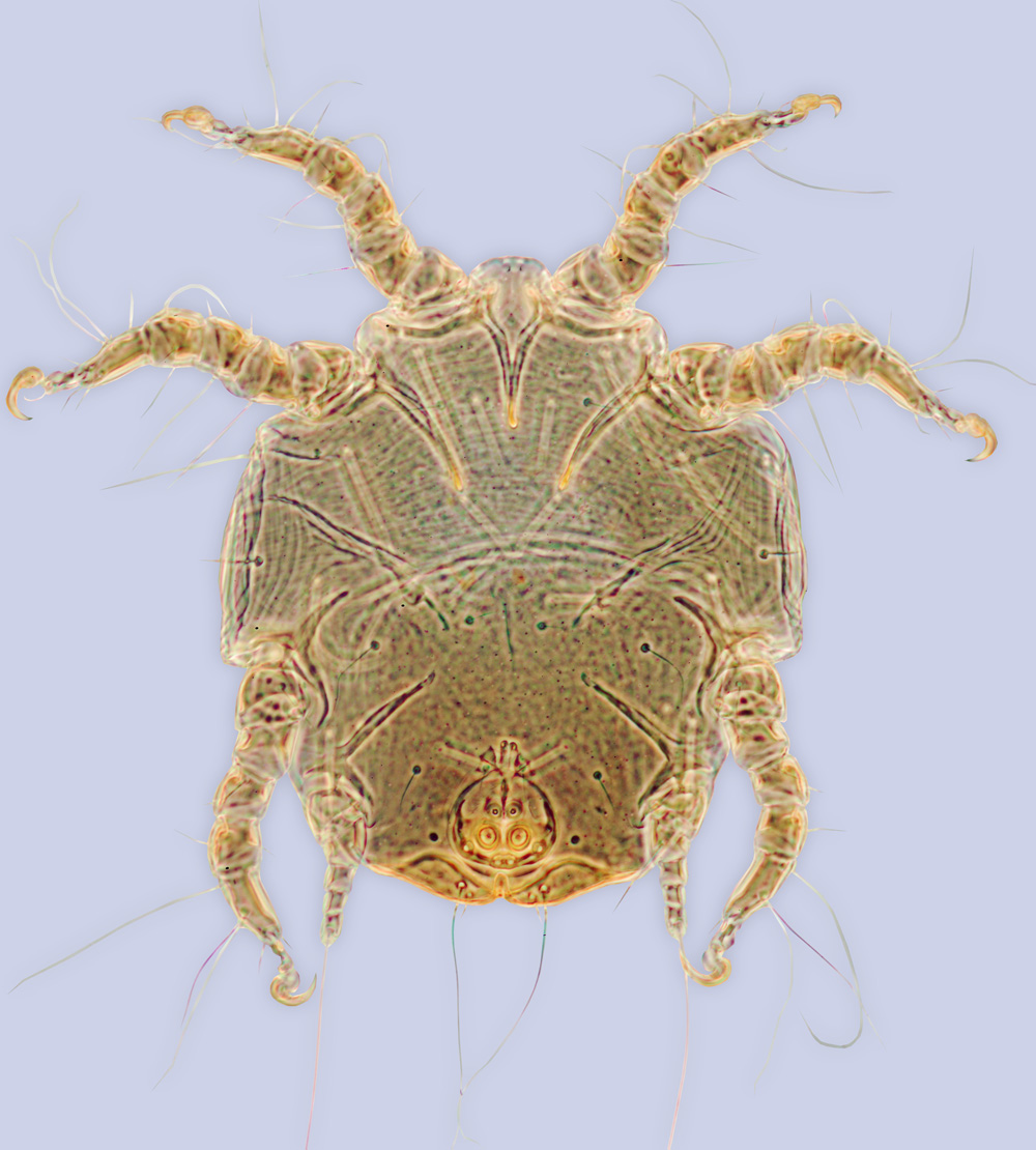 Sennertia segnis, phoretic deutonymph (holotype), ex Xylocopa californica californica, California, BMOC 03-0604-039